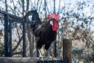 
Black rooster with red crest perched on the henhouse
