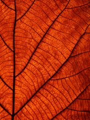 dry brown leaf texture ( teak leaf )