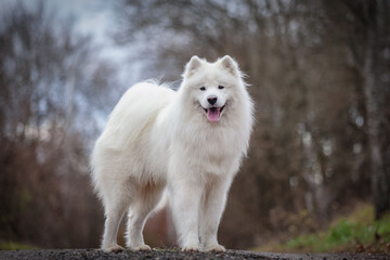 portrait of a white samoyed dog
