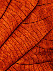 Obraz premium dry brown leaf texture ( teak leaf )