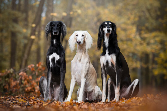 Three salukis - portrait of dogs