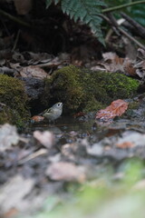 gold crest is bathing in the forest