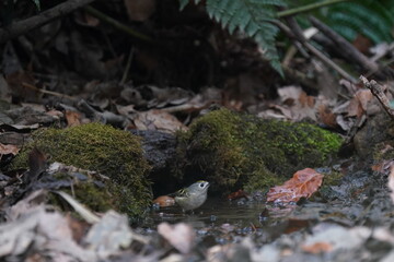 gold crest is bathing in the forest