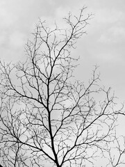 dry branch of tree silhouette