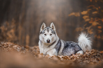 Beautiful Alaskan Malamute in the autumn