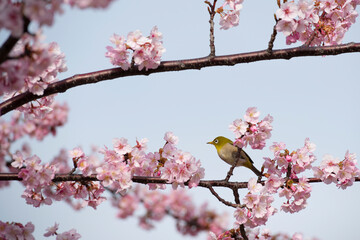 メジロと河津桜