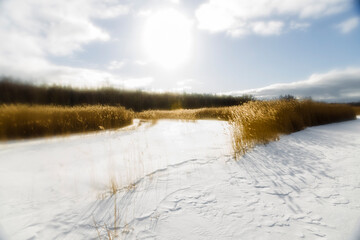 yellow reeds grow on the lake in the winter