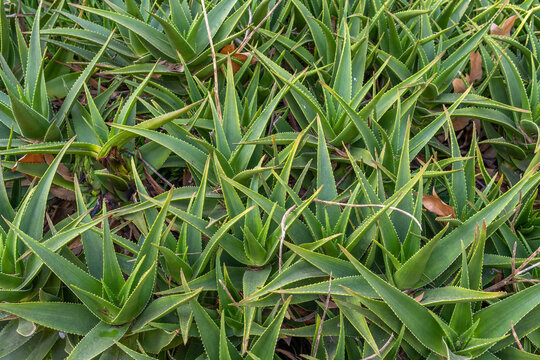 Aloe Vera (Aloe barbarensis Miller) plant base