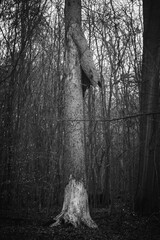 Mystischer Wald