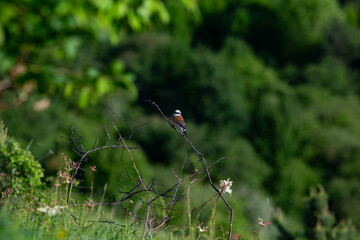 Lanius collurio known as The red-backed shrike sitting and watching it's prey.