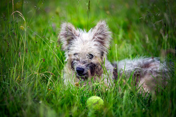 Cute Hungarian Pumi shepherd dog enjoying outdoors in spring. 