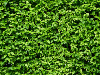 Fototapeta na wymiar green leaf of bush wall background