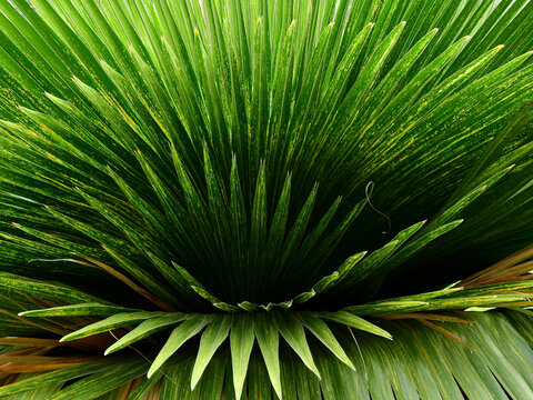 green leaf of Cuban Petticoat Palm ( Copernicia macroglossa H.Wendl. ex Becc.)