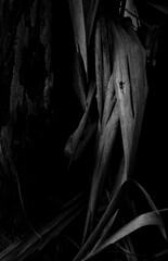 Fototapeta na wymiar Witchcraft face, close-up shades from a eucalyptus tree in the dark forest, Braga, Portugal.