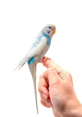 Blue budgie on a white background
