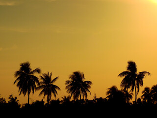 view of coconut tree silhouette with orange sky at sunset