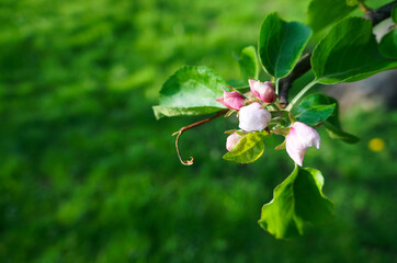 Buds of apple tree flowers on a green background