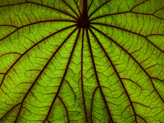 green leaf of golden leaved liana ( Bauhnia aureifolia K. & S. S. Larsen ) texture