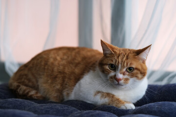 Fototapeta na wymiar close up one tabby cat lying on cushion, looking at camera. Blur window curtain background