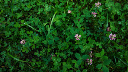 Lawn with pink clover and green grass 