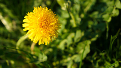 Yellow dandelion in the grass