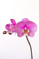 Fototapeta na wymiar Portrait of pastel rosa cattleya orchid flower on the white background