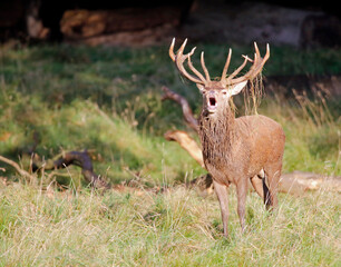 Male red deer during the annual rut