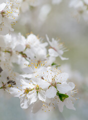 white cherry tree flower in spring