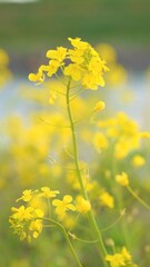 Obraz premium 菜の花