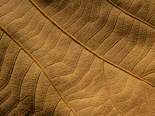 closeup dry brown leaf texture
