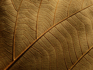 dry brown leaf texture, natural background
