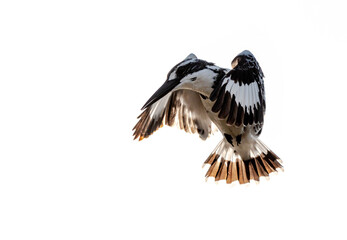 hovering bird in white background, The pied kingfisher 