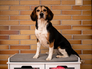 beautiful beagle breed dog posing and playing