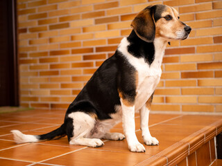beautiful beagle breed dog posing and playing