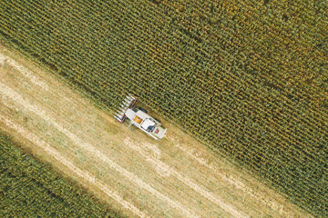 Fototapeta na wymiar Aerial view of tractor harvesting in corn field. Drone shot flying
