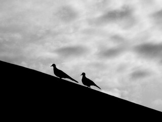 silhouette of pigeon on the roof with cloud on sky background, black and white style