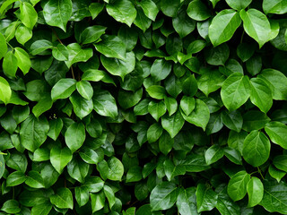 green leaf background, ivy plant cover on fence