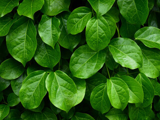 Obraz na płótnie Canvas green leaf background, ivy plant cover on fence