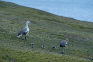 The Upland goose or Magellan goose (Chloephaga picta)