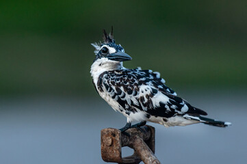 closeup of kingfisher bird in blur background, The pied kingfisher 