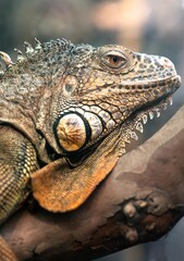 Nice big iguana sitting on the rocks in zoo close up macro portrait of lizard reptile