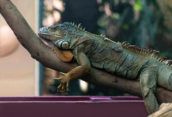 Nice big iguana sitting on the rocks in zoo close up macro portrait of lizard reptile