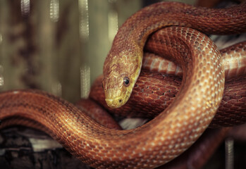Elaphe rat snake rusty red close up nature macro reptile wild life
