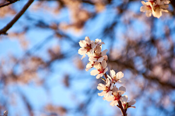 Macro view of almond blossoms in spring with an out-of-focus background. Flowers with white, pink and purple petals. Green shoots of the plants. Nursery