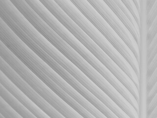 Obraz premium white leaf with line texture, natural background