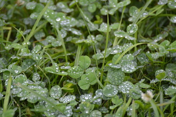 Green background with fresh grass. Clover leaves with rain water drops. Natural floral background. Spring or summer garden. Blooming ecology nature landscape