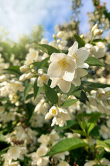 Spring sunny day, blooming chubushnik bush with large white flowers and green leaves