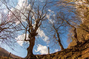 Tree crowns