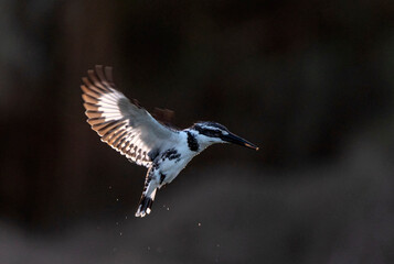 pied kingfisher hovering in sunlight, wings with light, The pied kingfisher 