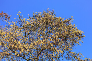 Blütenkätzchen vom Haselnussstrauch (Corylus avellana), Hintergrundbild, Deutschland, Europa
